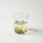 Long-Lasting Bacteria Starter