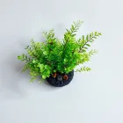Aquarium Decoration Plants