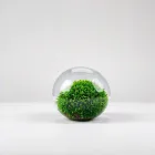 Aquarium Moss Ball