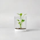 Aquarium Plant Starter Kit