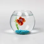 Betta Fish Bowl Kit