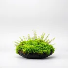 Aquarium Java Moss