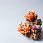 Aquarium Coral Frag Kit