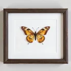 Framed Vintage Butterfly Art