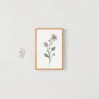 Botanical Print Collection
