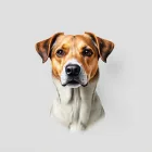 Personalized Dog Portrait