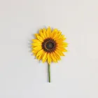 Large Sunflower Wall Art