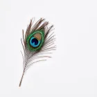Elegant Peacock Feather Print