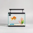 Goldfish Aquarium Starter Kit