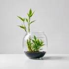 Aquarium Bamboo Plant