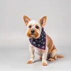 Stylish Dog Bandana