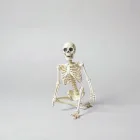 Bone Chilling Skeleton