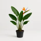 Bird of Paradise Plant