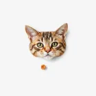 Gourmet Cat Treats