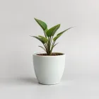 Ceramic Flower Pot