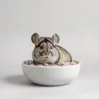Chinchilla Dust Bath
