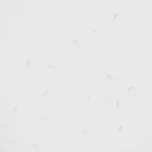 Cat Litter - Clumping Formula