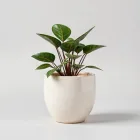 Ceramic Planters