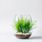 Aquarium Decor Plants