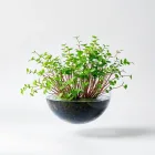 Floating Aquarium Plants