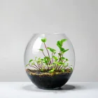 Floating Aquarium Plant