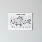 Fish Growth Chart