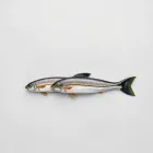 Fishing Guide Group