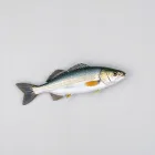 Saltwater Fishing Guide