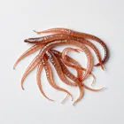 Fishing Worms