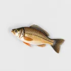 Fish Food