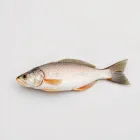Fish Protein Isolate
