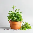 Indoor Herb Garden Kit