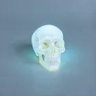 Glow-in-the-Dark Skull