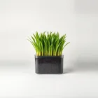 Hydroponic Pet Grass Kit