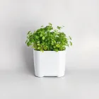 Indoor Herb Garden Kit