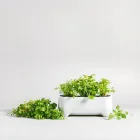Indoor Herb Garden Kit