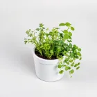 Mini Indoor Herb Garden Kit