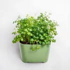 Indoor Herb Garden Kit