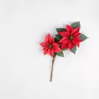 Christmas Poinsettias
