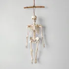 Hanging Skeletons