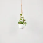Hanging Vertical Garden