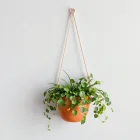 Hanging Wall Planter
