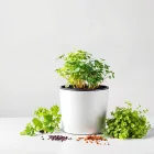 Indoor Herb Garden Kit