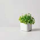 Indoor Herb Garden Kit