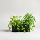 Indoor Herb Garden Starter Kit
