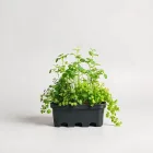Indoor Herb Garden Starter Kit