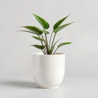 Indoor Plant Pot Set