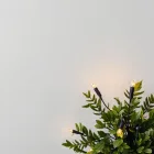 Outdoor String Lights