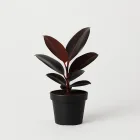 Mini Burgundy Rubber Plant