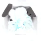 Pet-Friendly Carpet Cleaner